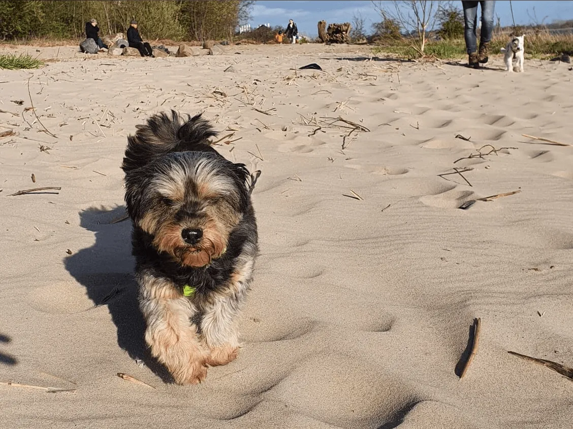 5 Sommergefahren für Hund und Katze