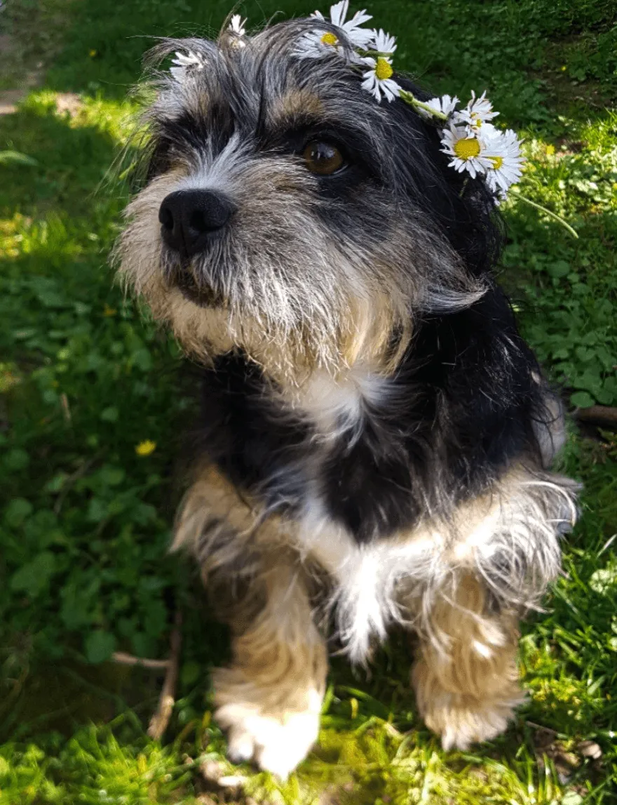 Es liegt was in der Luft - Pollen bei Hund & Katze