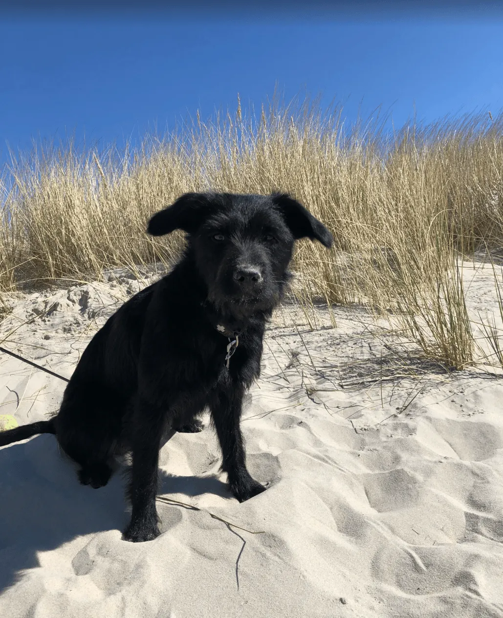 Urlaub mit Hund – ab ins Campingabenteuer