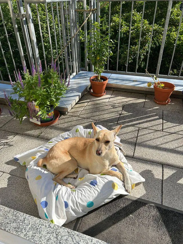 Sunshine