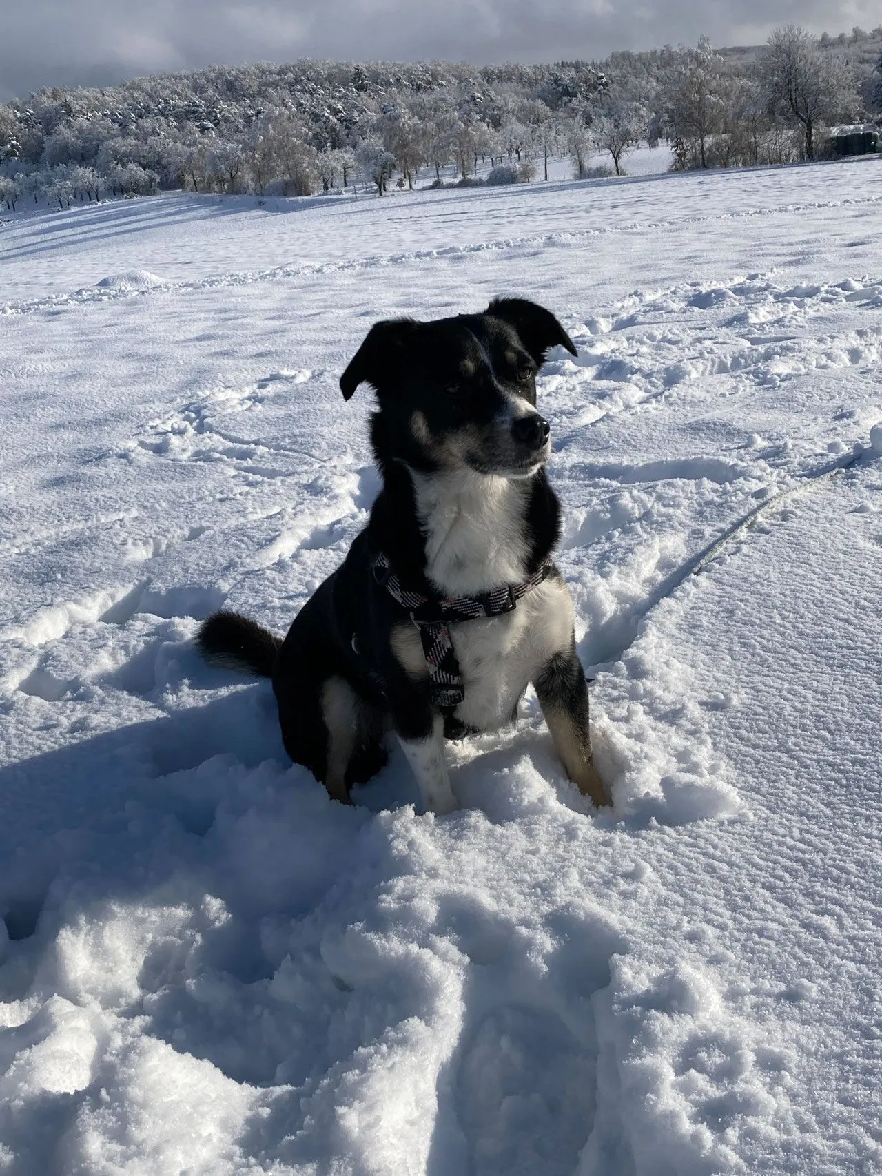 Mit dem Hund gesund durch den Winter