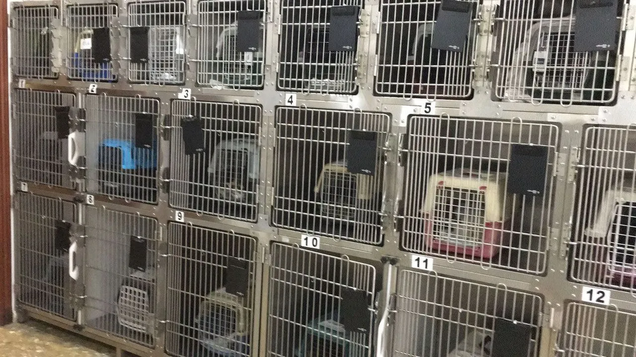 Unser Kastrationsprojekt - allein 300 Tiere in Q4
