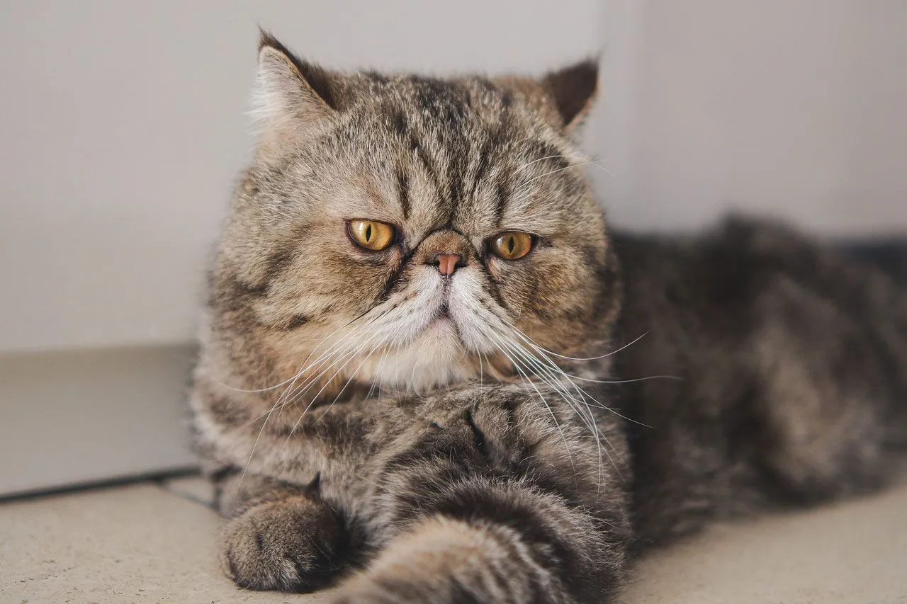 Tiergesundheit: Qualzuchten bei Katze